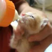 凛太朗
