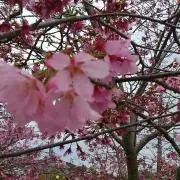 tanarinn♪の画像