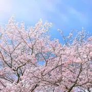 LLの画像