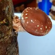 きのこの画像