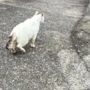 いちごの画像