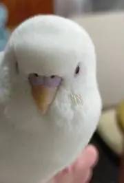 タンタンの画像