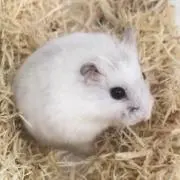 たまご