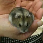 てん