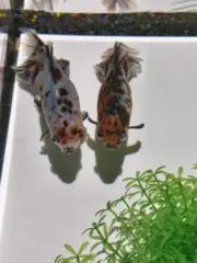 まいんくの画像
