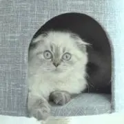 ちゃちゃ。の画像