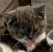しぴ助