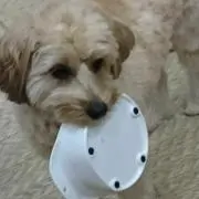 トロ
