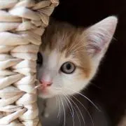チャッキーの画像