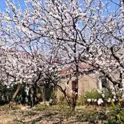ahui8888