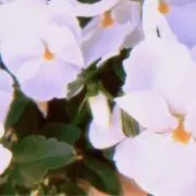 かおり[プロフィール必読]の画像
