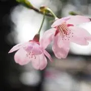 ユキ