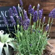 lavenderの画像
