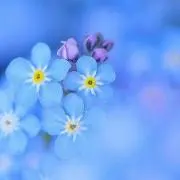 Silky Garden アレルギー対応の画像