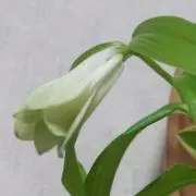 パールの画像