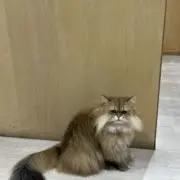 ももんの画像