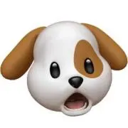 わんの画像