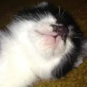 モグラ