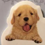 Sakoの画像
