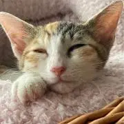 たまちゃんの画像