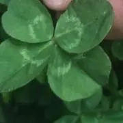 teaの画像