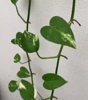 ぴー