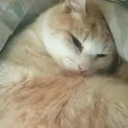 nam