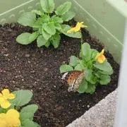 junejunejune