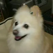 ラァたん