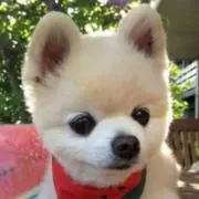 でこぽん　☆★プロフィール必須☆★の画像