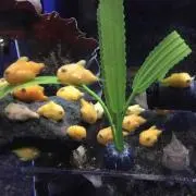 ヒッキー