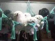 ともみんの画像