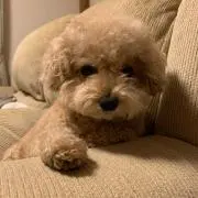 nissyの画像