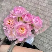 Millyの画像