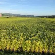 トロールの画像