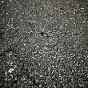 まい