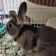 ムー