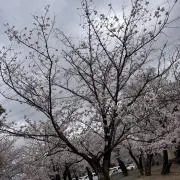 たお　大幅値下げ中の画像