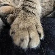 空まめ