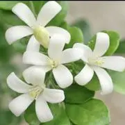 Jasmineの画像