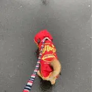 玉ねぎの画像