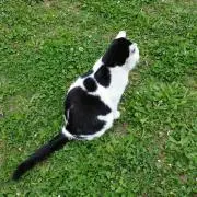 KHOOの画像