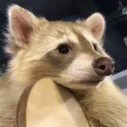 リリコの画像