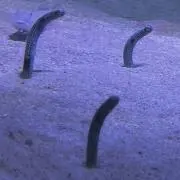 みおの画像