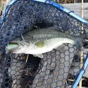 ボロン     プロフ必ず確認❗