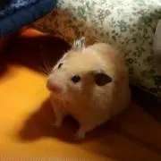 がんば