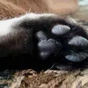 ペガサス