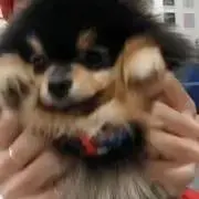 baby bear