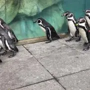 モヤシの画像