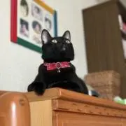 にょんの画像